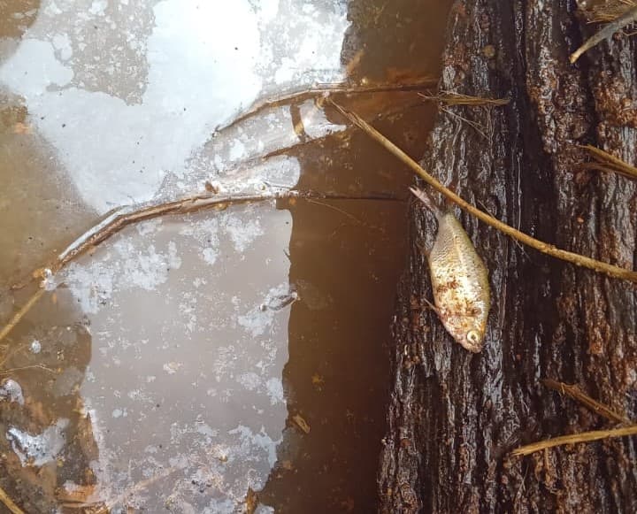 Peixes estão aparecendo mortos em tanque de chácara na BR-376 em Ponta Grossa