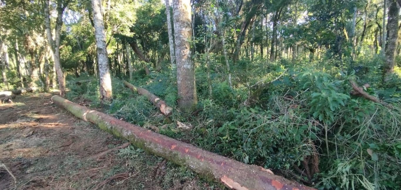 Polícia Civil de Imbituva conclui investigação de furto de araucárias e destruição de vegetação nativa