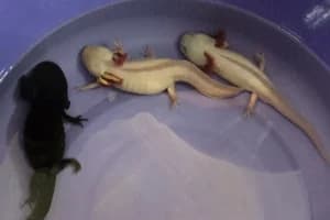 AXOLOTE