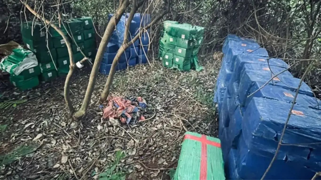 Maconha apreendida em área de mata no PR