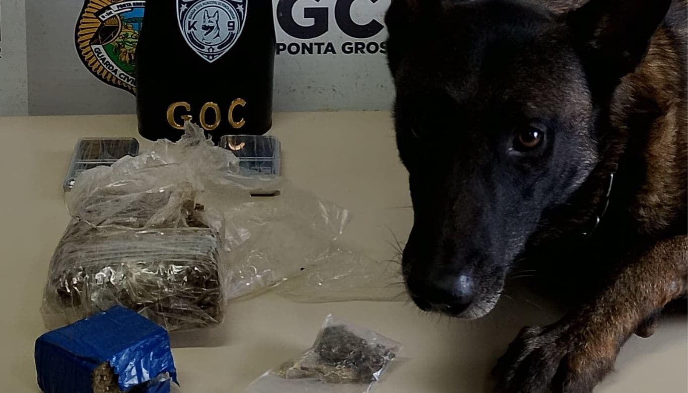 Cão farejador da GCM encontra maconha escondida em casa abandonada no Boa Vista em PG