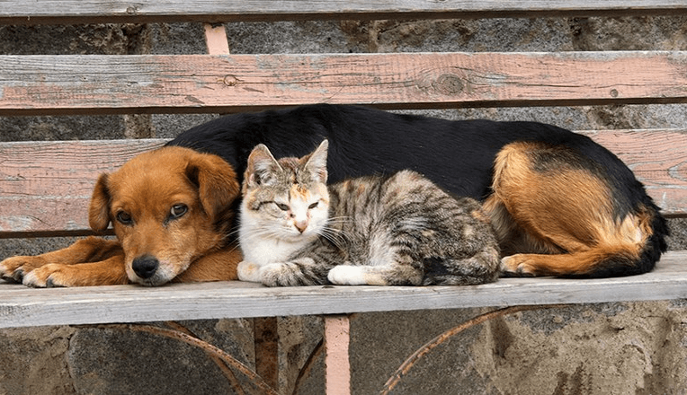 cães e gatos