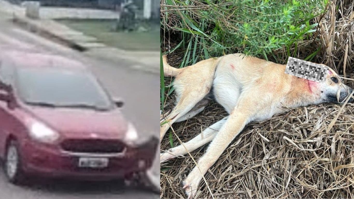 Moradores denunciam atropelamento de cachorro em Ponta Grossa e pedem justiça