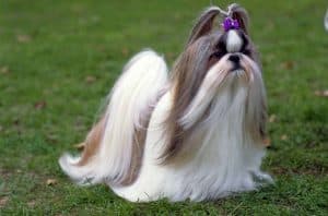 shih-tzu-850×560