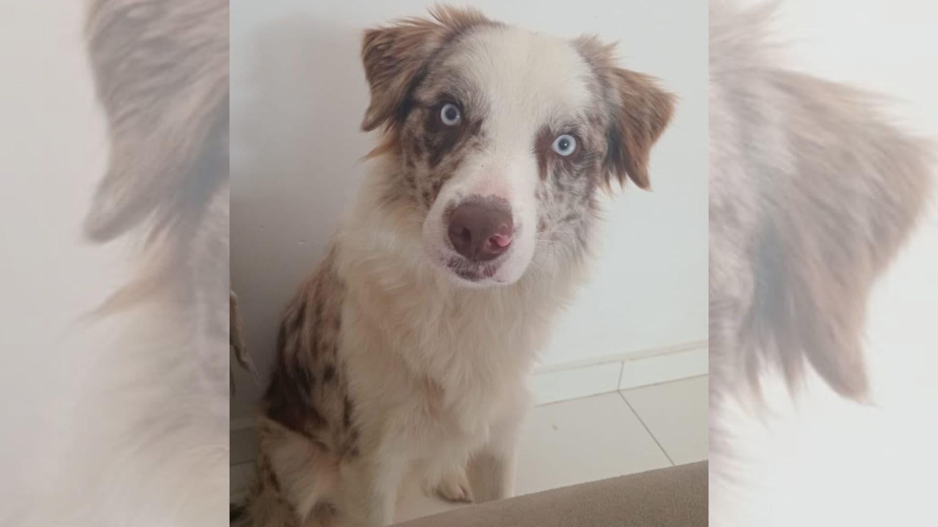 Cachorro Romero desaparecido em PG