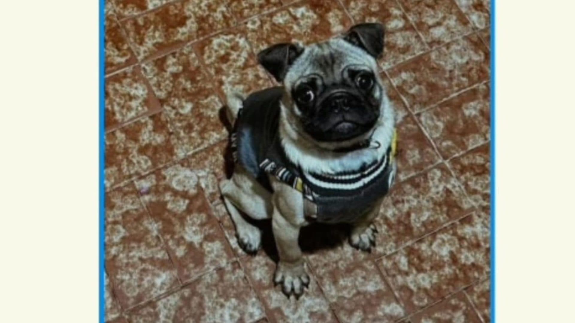 Família oferece recompensa por cachorro desaparecido em Ponta Grossa