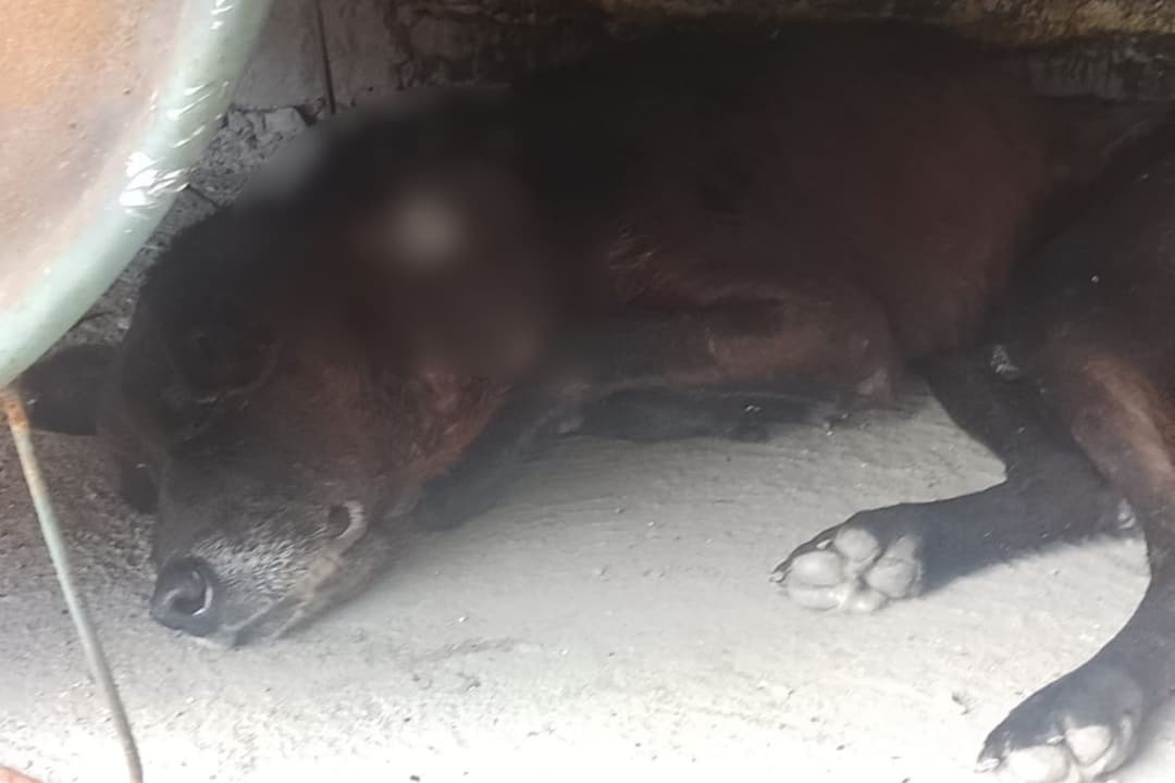 cão atacado