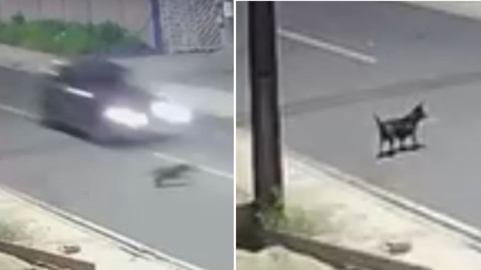 Cachorra em situação de rua morre atropelada no Dom Bosco; motorista fugiu sem prestar socorro