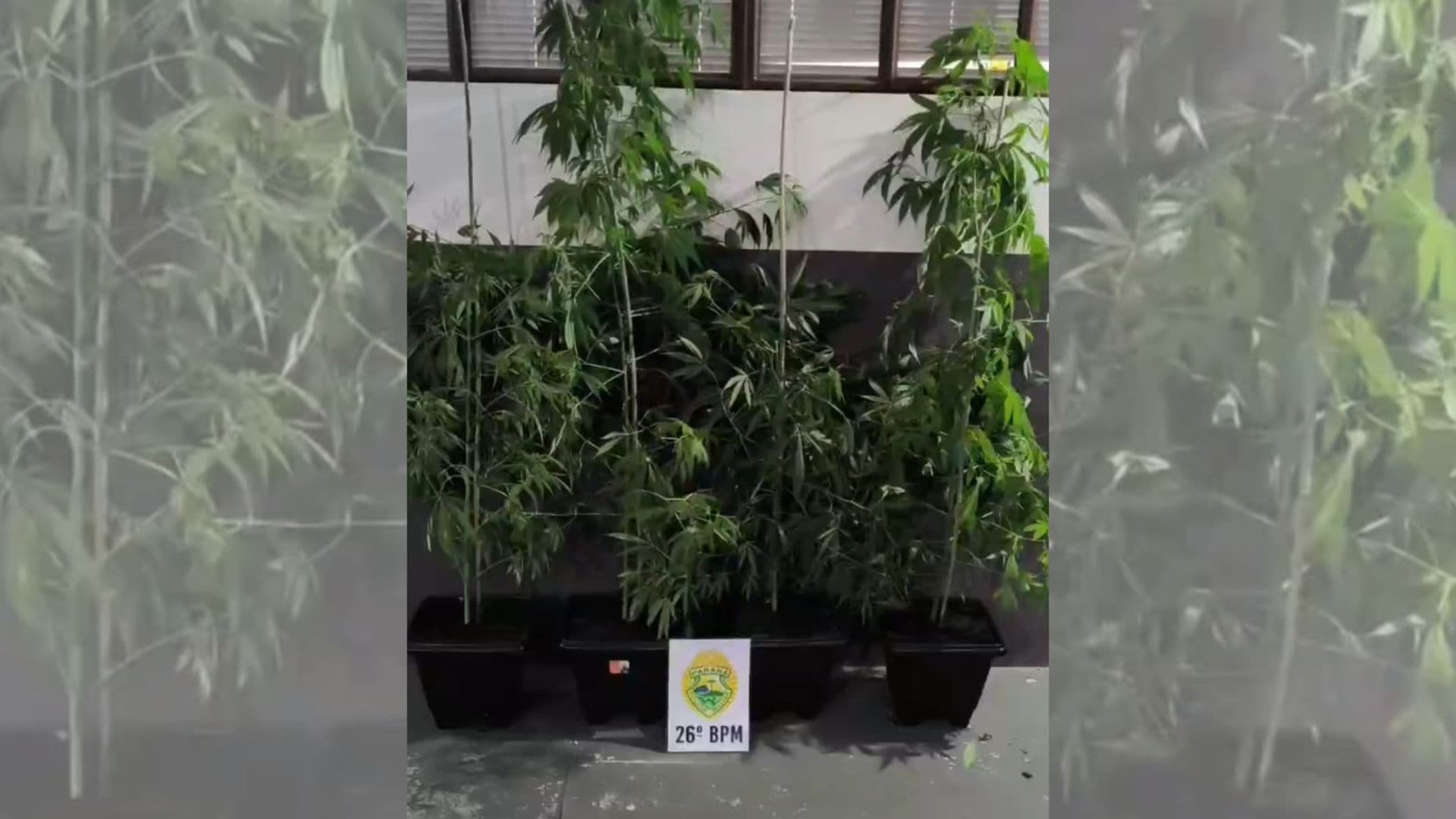 Mulher é presa com pés de maconha, drogas e dinheiro em Tibagi
