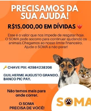 Grupo de protetores abriga mais de 15 filhotes e pede ajuda para continuar trabalho