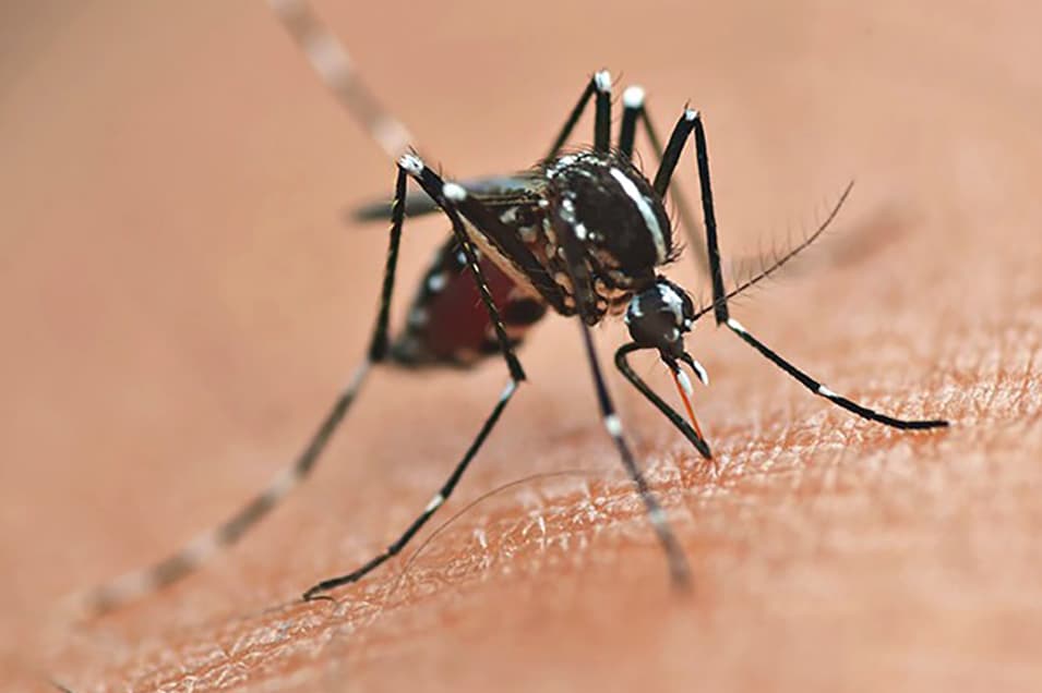 Crianças e adolescentes entre 10 e 14 anos em Tibagi serão imunizados contra a dengue a partir desta segunda (2)