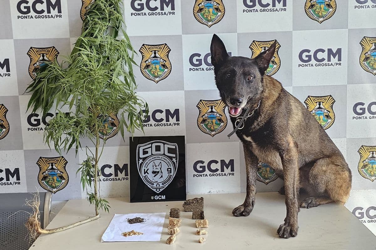GCM encontra maconha e crack na região da Boa Vista em Ponta Grossa