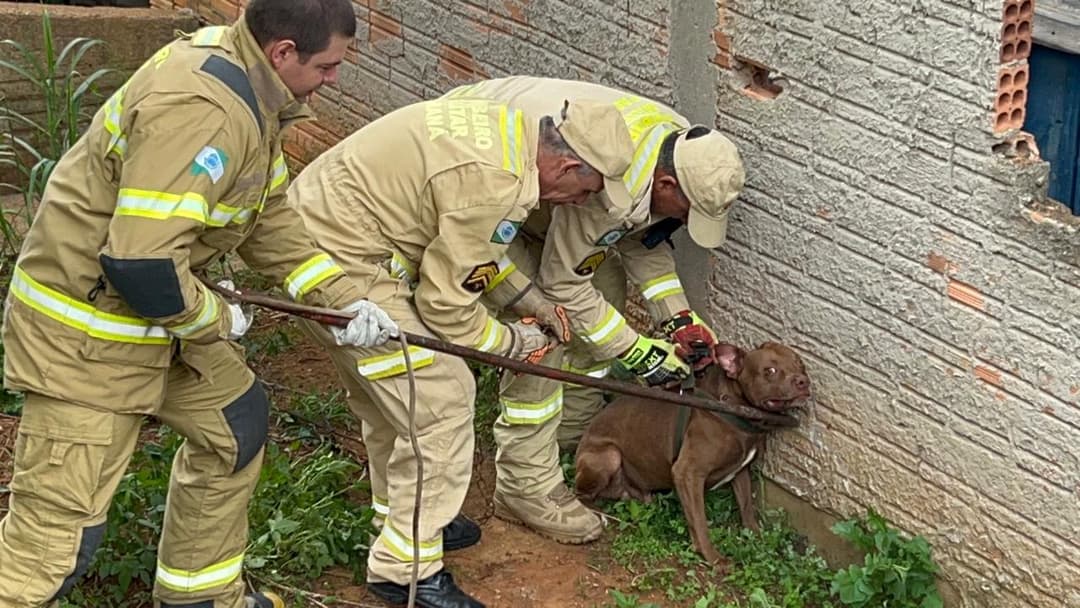 Bombeiros resgatam pitbull