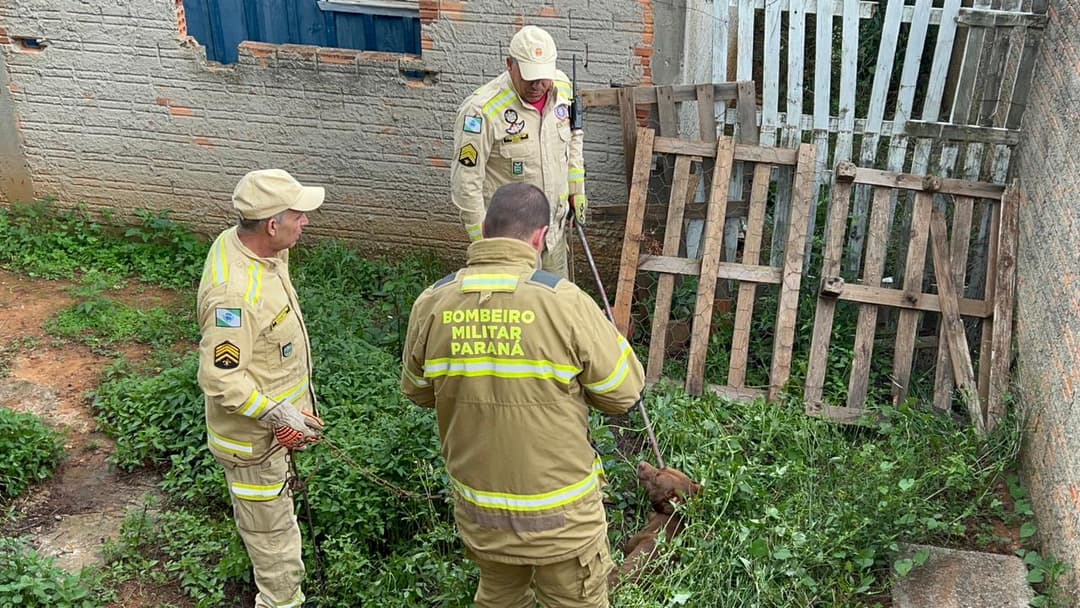Bombeiros resgatam pitbull