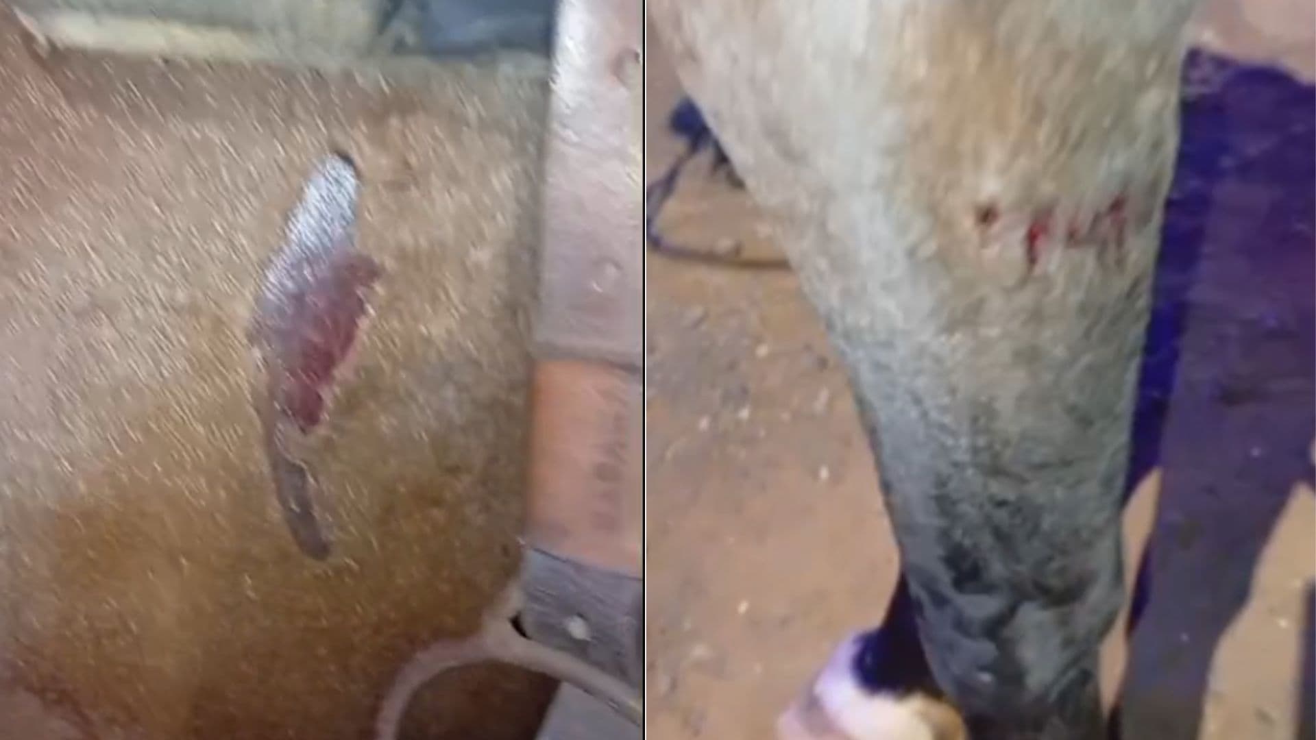 Motorista sem CNH atropela cavalo com adolescente e acaba preso em PG