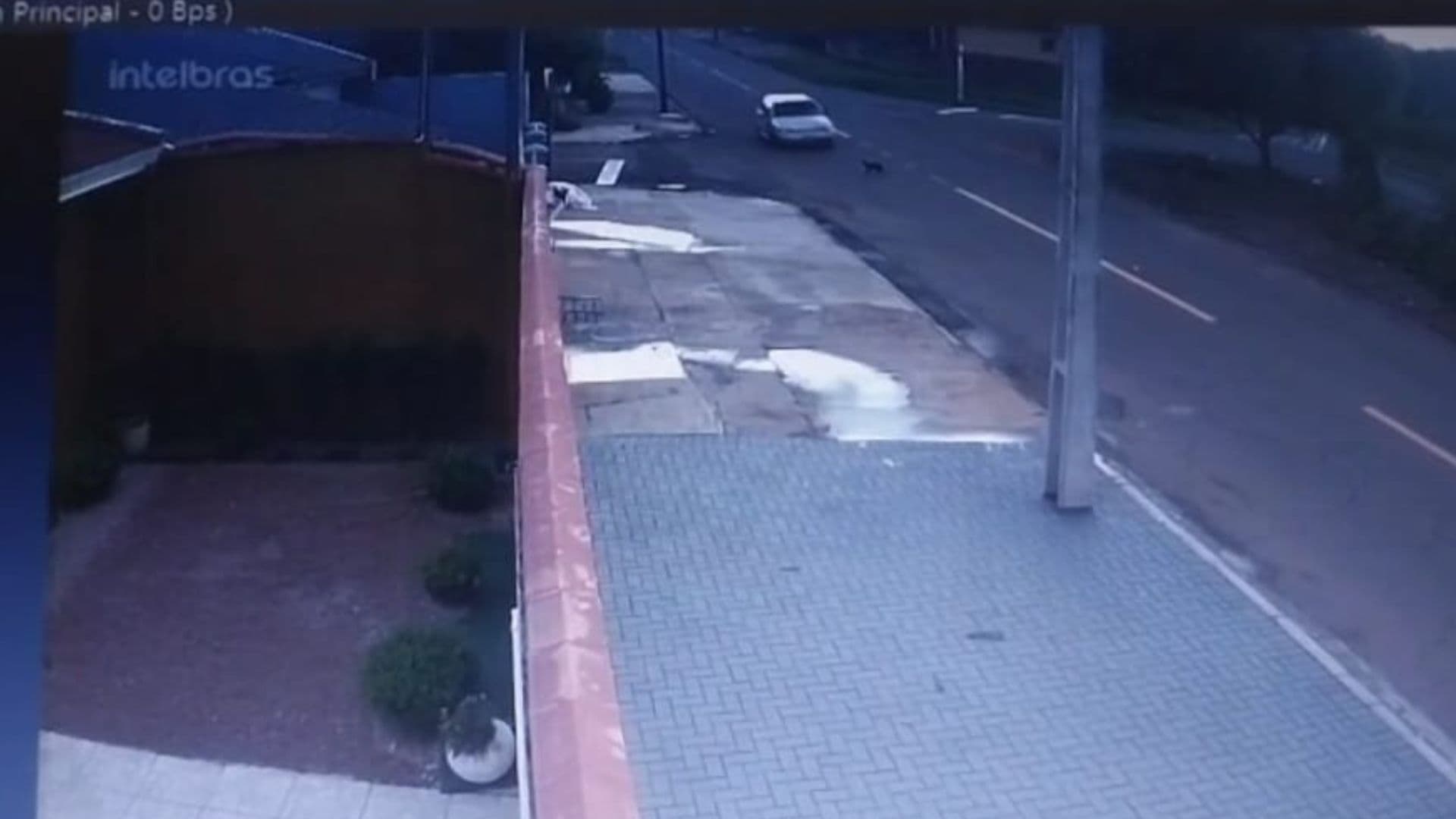 Gato é atropelado e morto propositalmente em bairro de Ponta Grossa