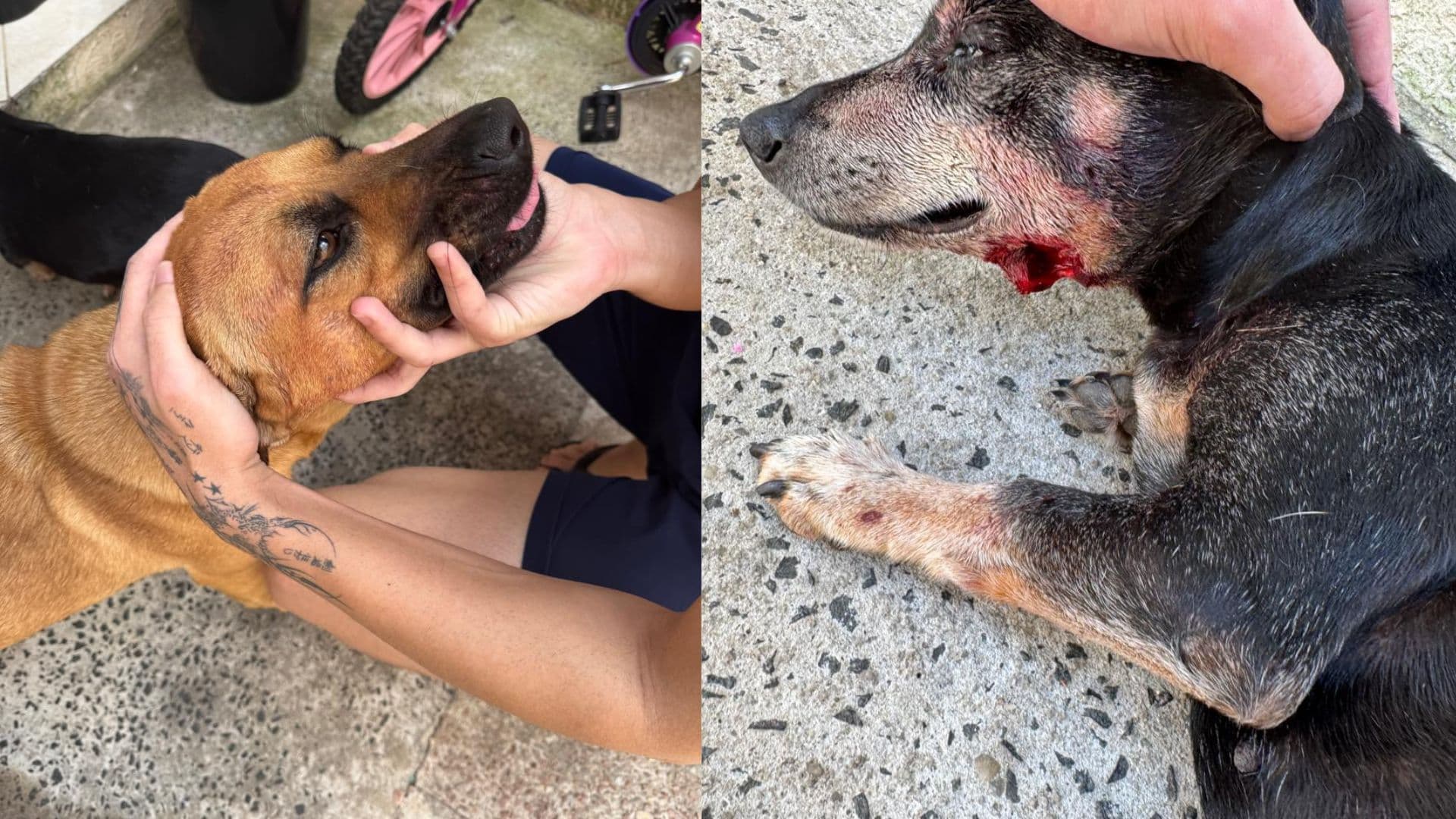 Pitbull ataca cães no bairro Boa Vista e tutor é detido pela GCM em Ponta Grossa