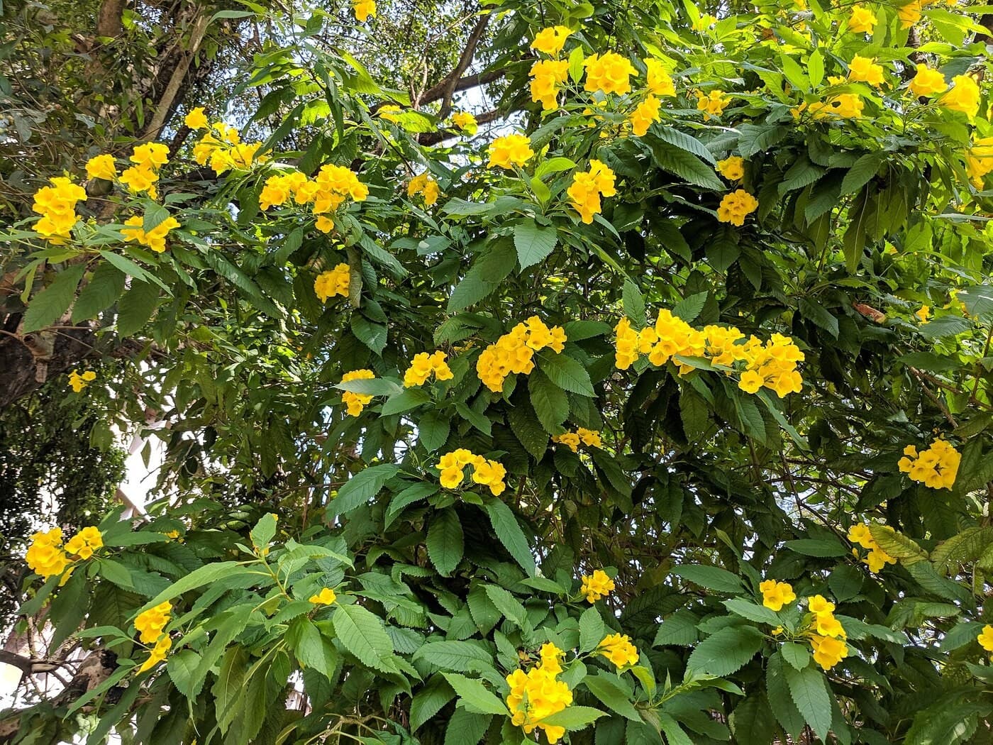Ipê-de-jardim: cuidados para flores o ano todo