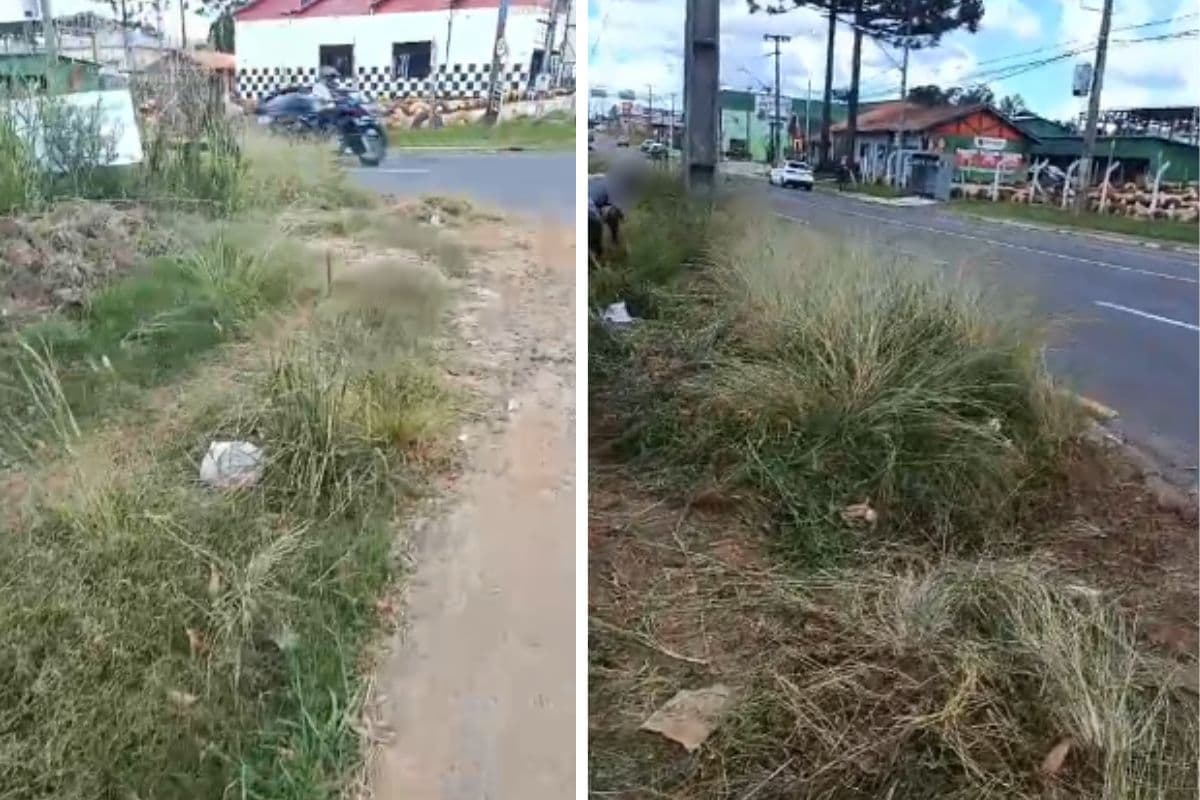 mato alto avenida monteiro