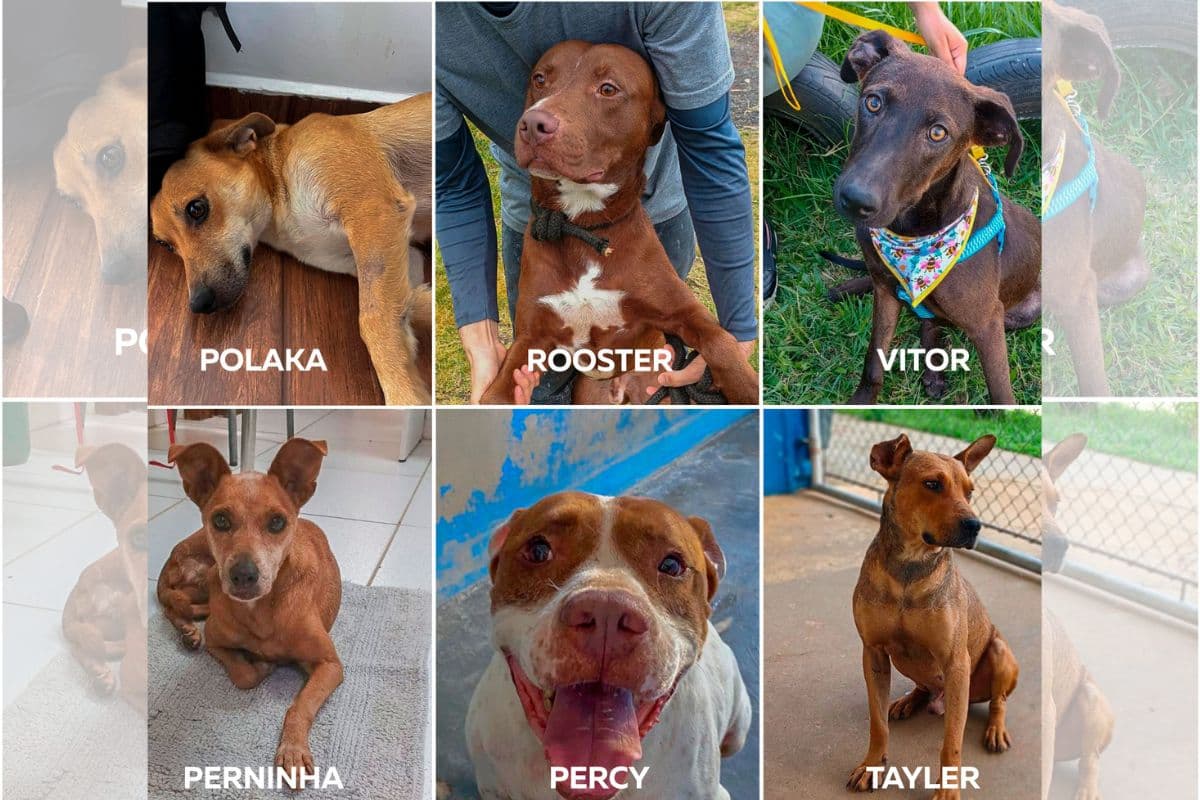Uvaranas terá Feira de adoção canina neste fim de semana