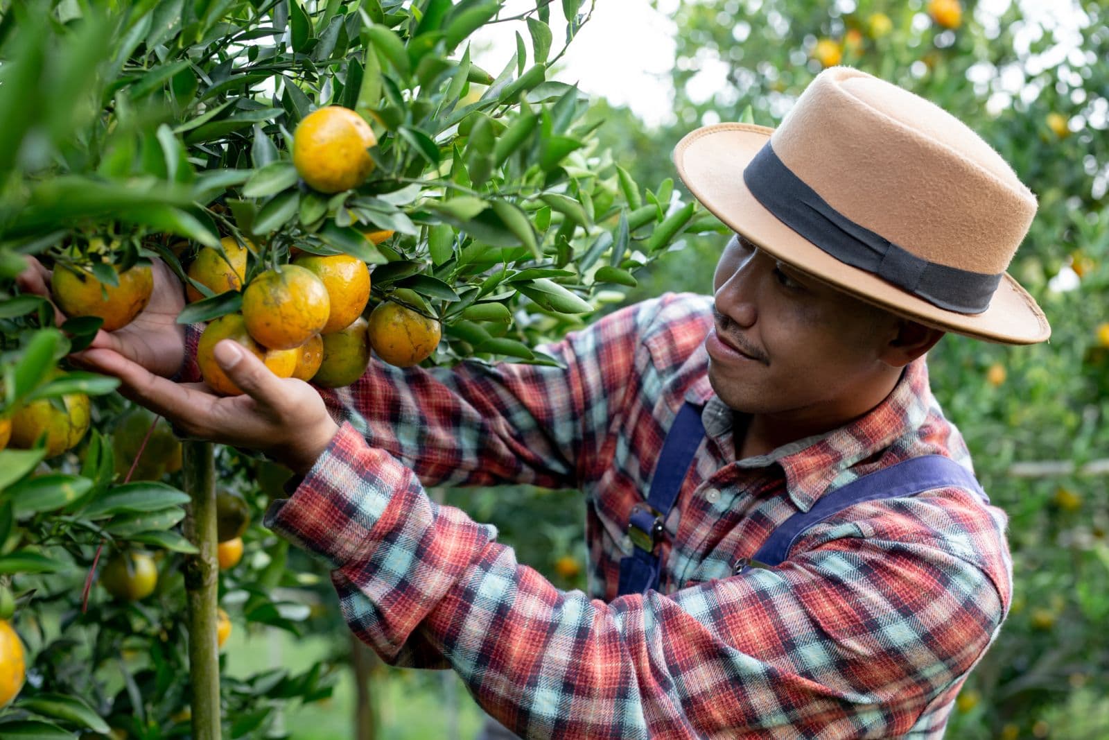 Imbaú recebe o 1º Encontro de Fruticultura dos Campos Gerais nesta quinta (14)