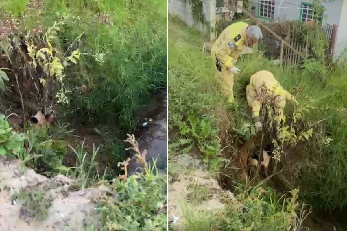 Cão cai em esgoto aberto e mobiliza Bombeiros em Uvaranas