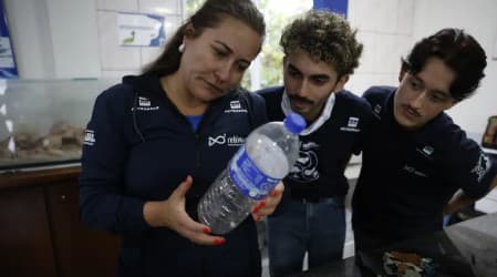 Microplásticos já contaminam mais de 90% dos peixes analisados no litoral do Paraná