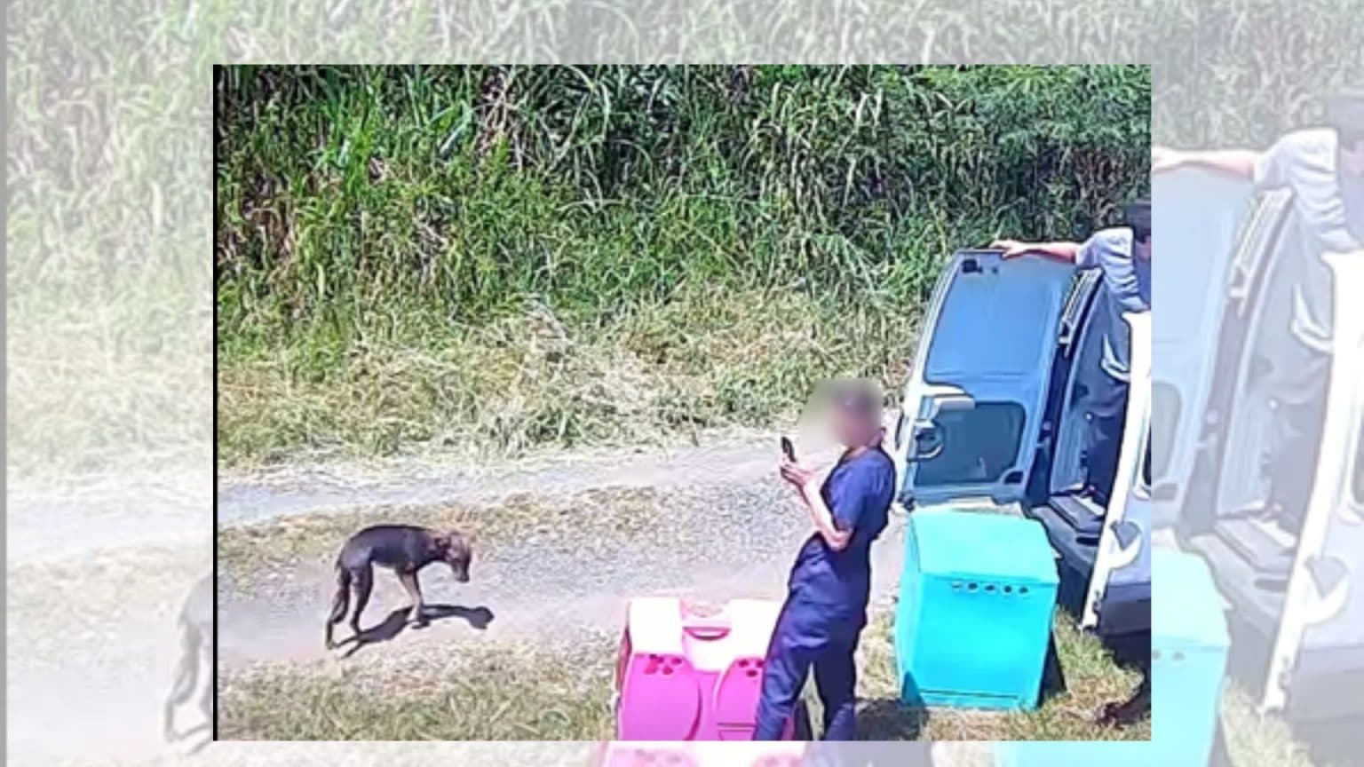 Médicos veterinários são indiciados após abandonar cães em Ponta Grossa