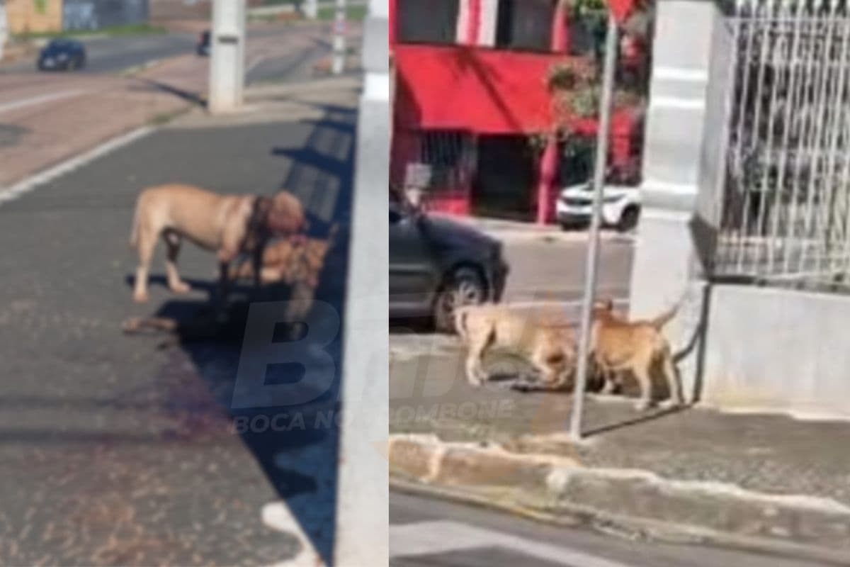 Cão herdado de familiar falecido é morto por pit bulls soltos em Ponta Grossa