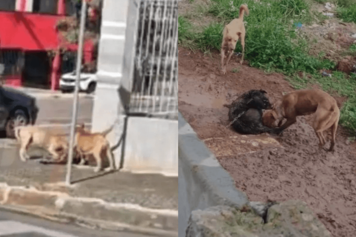 Ponta Grossa