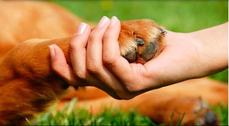 MP denuncia vereadora por desvio de R$ 1,6 milhão de associação de proteção animal
