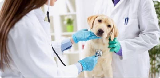 PG busca organização para operar clínica pública de atendimento a cães e gatos