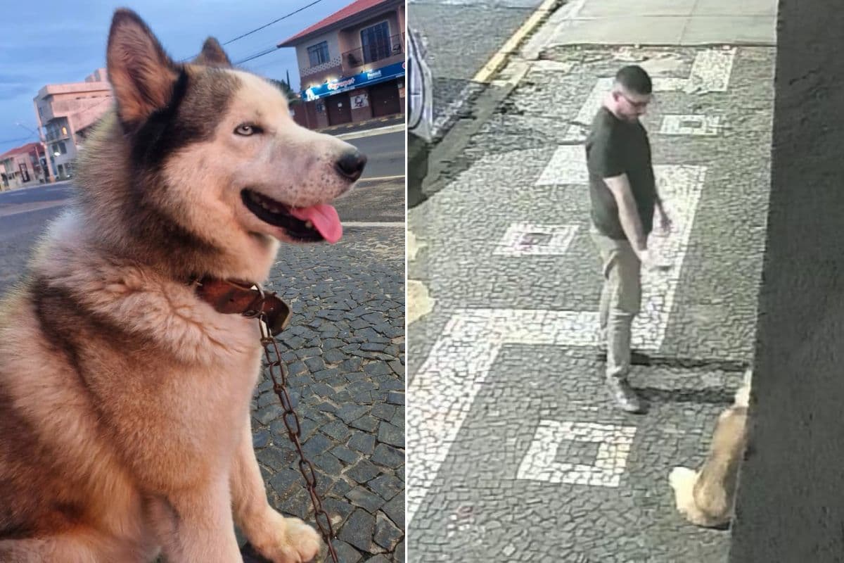Cão é furtado em Uvaranas e família faz apelo desesperado: “Devolvam o Jack”