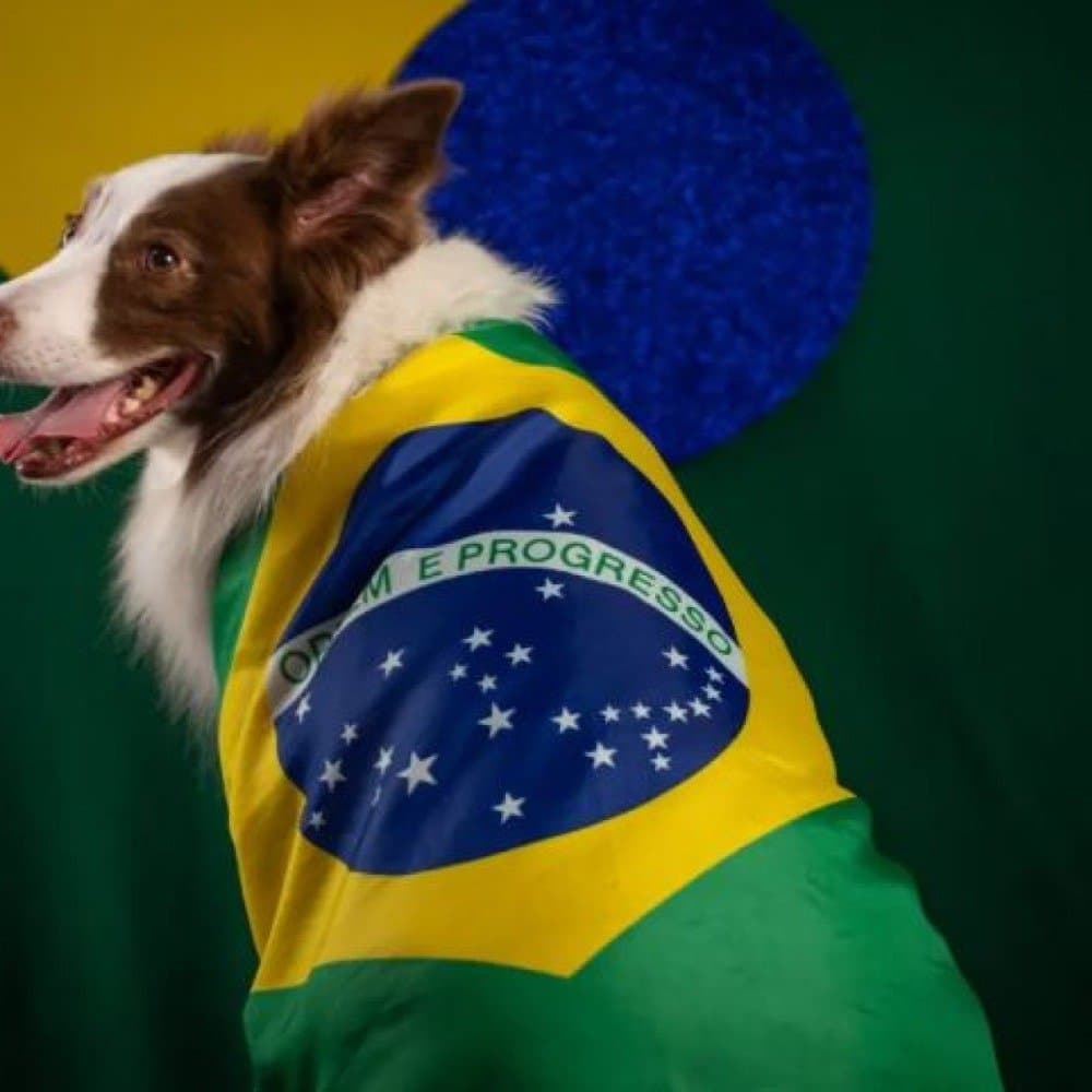 Cuidados com pets na Copa: veterinários alertam para riscos