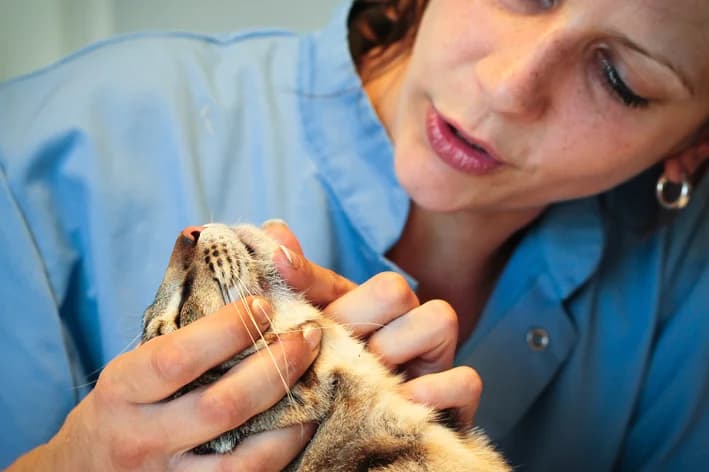 Acne felina: como tratar e prevenir cravos no queixo do gato