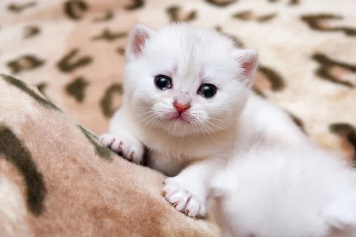 Gato chorando: entenda os miados e saiba quando se preocupar
