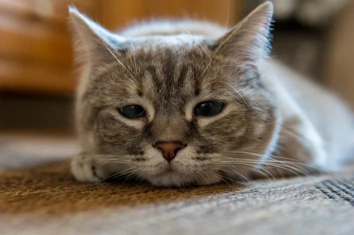 10 Sinais de Gato Triste: Causas e Cuidados