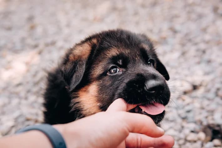 Cachorro tem dente de leite? Entenda fases e troca