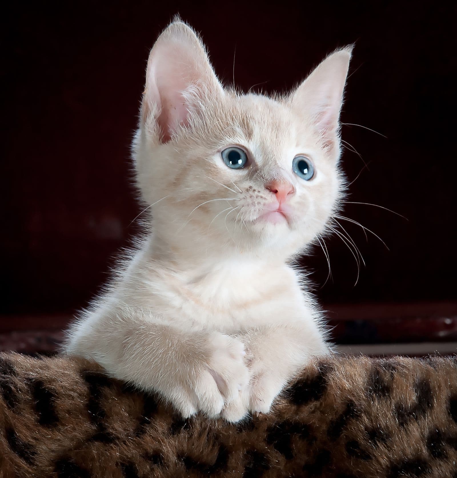 Ibuprofeno para gato: riscos, sintomas e o que fazer