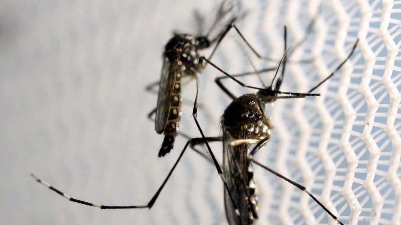 Castro cria Comitê Municipal permanente para prevenção e controle da dengue, chikungunya e zika