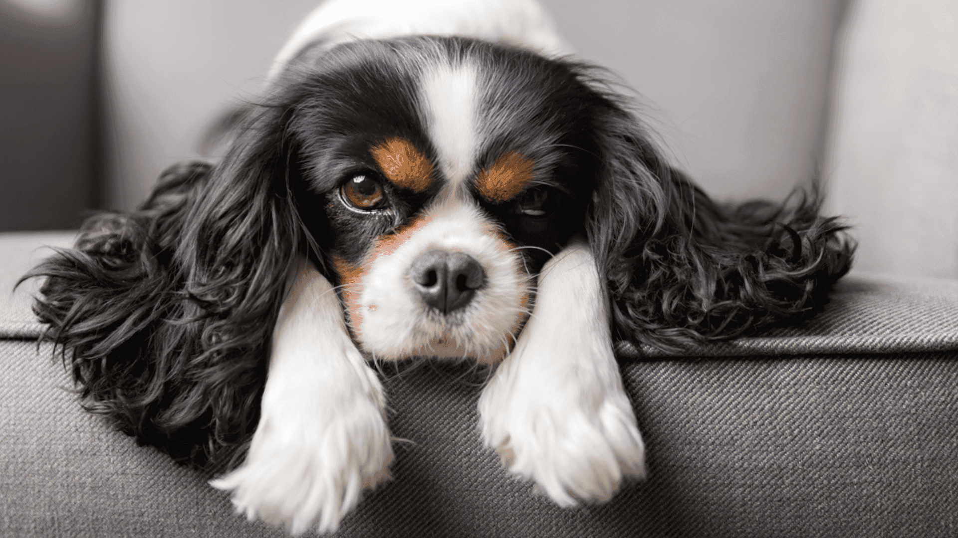15 raças de cachorro pequeno mais amadas no Brasil