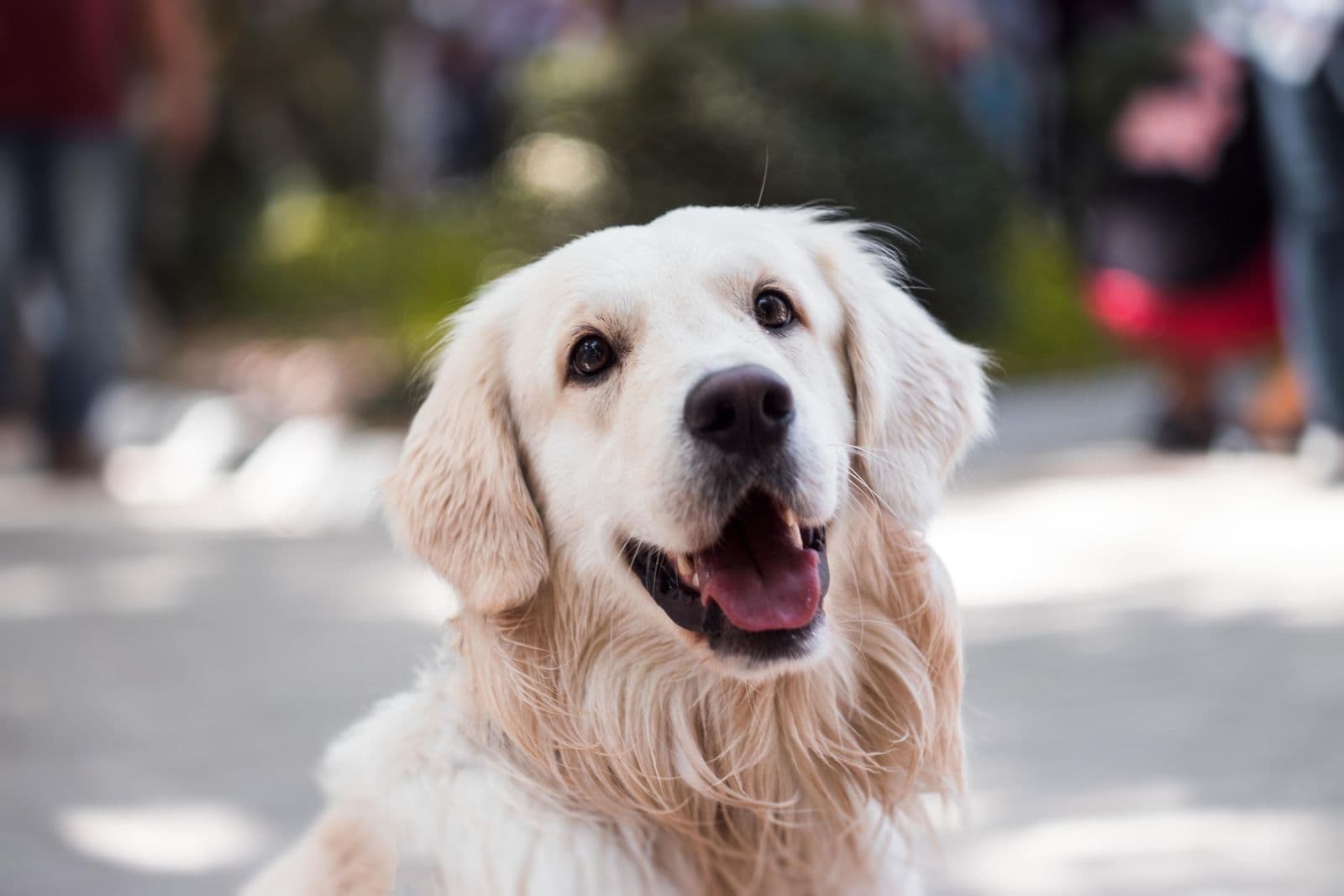 Melhor ração para cachorro pequeno: 12 opções