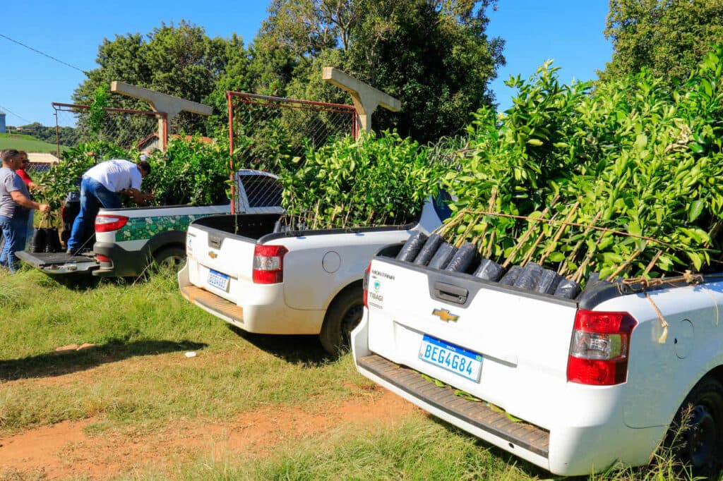 Agricultura de Tibagi distribui 4000 mudas de árvores frutíferas