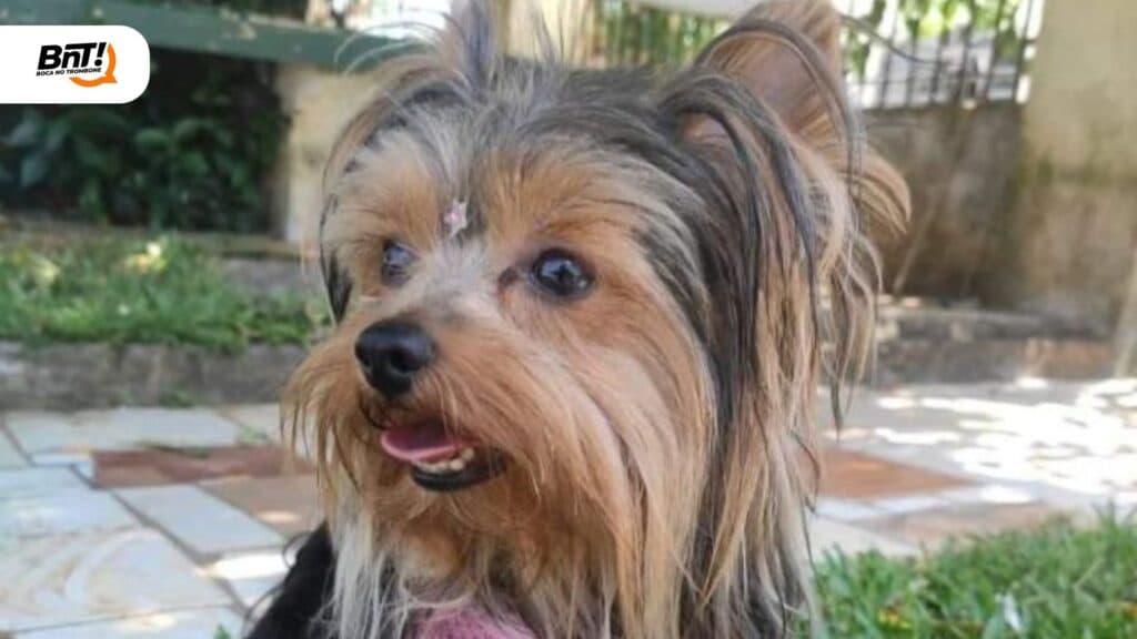 Crianças procuram por cãozinho perdido em PG