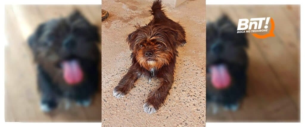 Cãozinho desaparecido. Ajude a encontrar o Jack