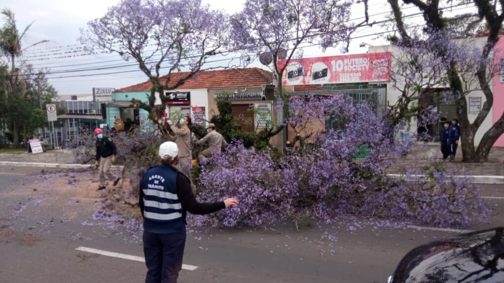 Queda de árvore assusta motoristas e trava o trânsito na Visconde de Taunay