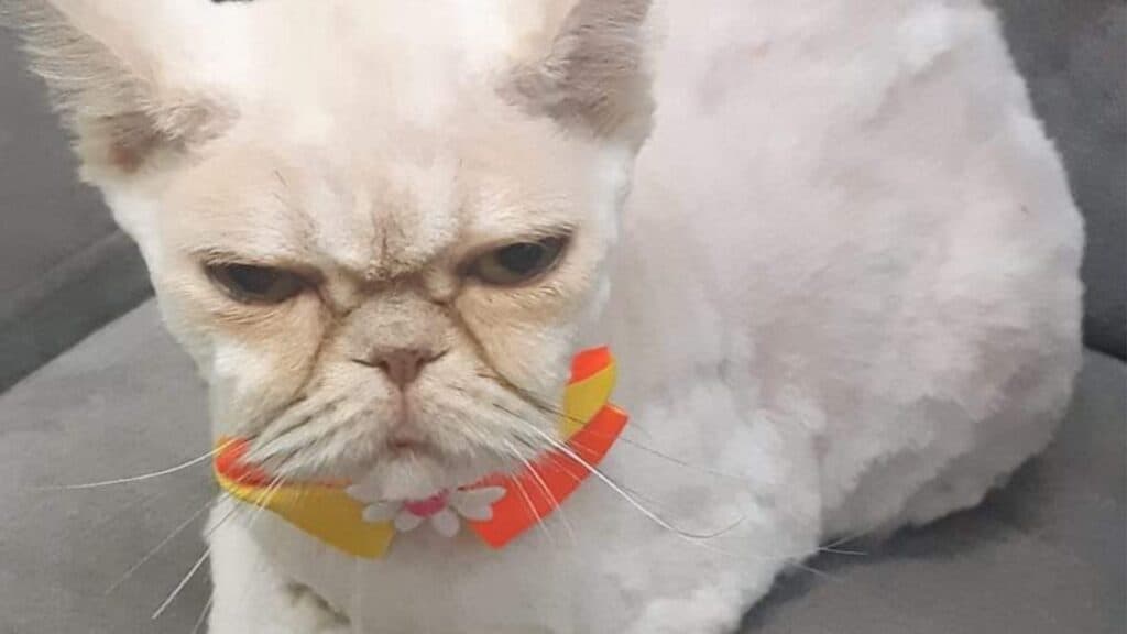 Família pede ajuda para encontrar gato desaparecido