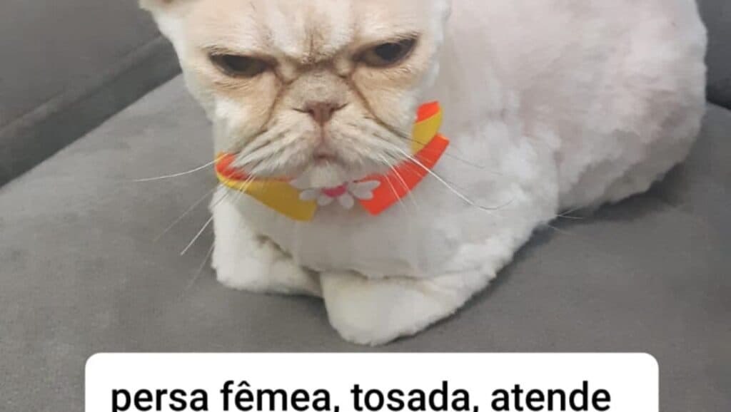 Família aumenta recompensa por gato desaparecido