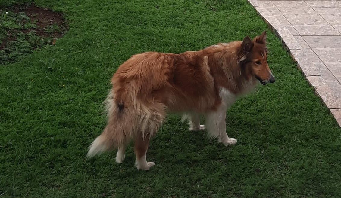 Família busca por cachorra da raça Collie que fugiu com medo de foguetes em PG