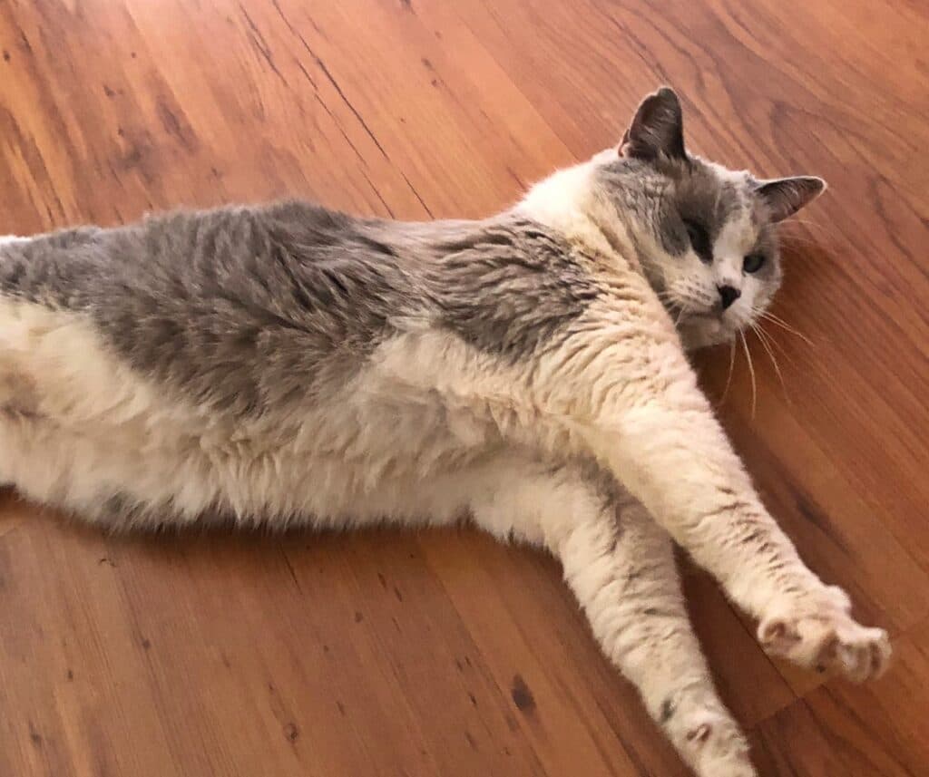 PROCURA-SE: Gata some de condominio em Uvaranas!